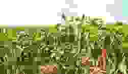 Our process of transformation allows us to enhance our products, while ensuring their marketing in local and international markets. Transformation and commercialization Our Mission We do production, collection, storage, transformation and marketing of products including coffee, cocoa, rubber, palm, food crops, livestock products and other agricultural products of the members. Our process of transformation allows us to enhance our products, while ensuring their marketing in local and international markets. Transformation and commercialization Our Mission We do production, collection, storage, transformation and marketing of products including coffee, cocoa, rubber, palm, food crops, livestock products and other agricultural products of the members.