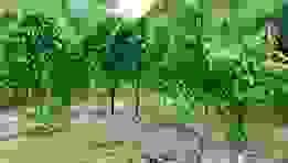 Our process of transformation allows us to enhance our products, while ensuring their marketing in local and international markets. Transformation and commercialization Our Mission We do production, collection, storage, transformation and marketing of products including coffee, cocoa, rubber, palm, food crops, livestock products and other agricultural products of the members. Our process of transformation allows us to enhance our products, while ensuring their marketing in local and international markets. Transformation and commercialization Our Mission We do production, collection, storage, transformation and marketing of products including coffee, cocoa, rubber, palm, food crops, livestock products and other agricultural products of the members.