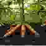 We commit to producing high-quality agricultural products, including coffee, cocoa, and other crops, while respecting sustainable and fair practices. Quality production Our Mission We do production, collection, storage, transformation and marketing of products including coffee, cocoa, rubber, palm, food crops, livestock products and other agricultural products of the members. We commit to producing high-quality agricultural products, including coffee, cocoa, and other crops, while respecting sustainable and fair practices. Quality production Our Mission We do production, collection, storage, transformation and marketing of products including coffee, cocoa, rubber, palm, food crops, livestock products and other agricultural products of the members.