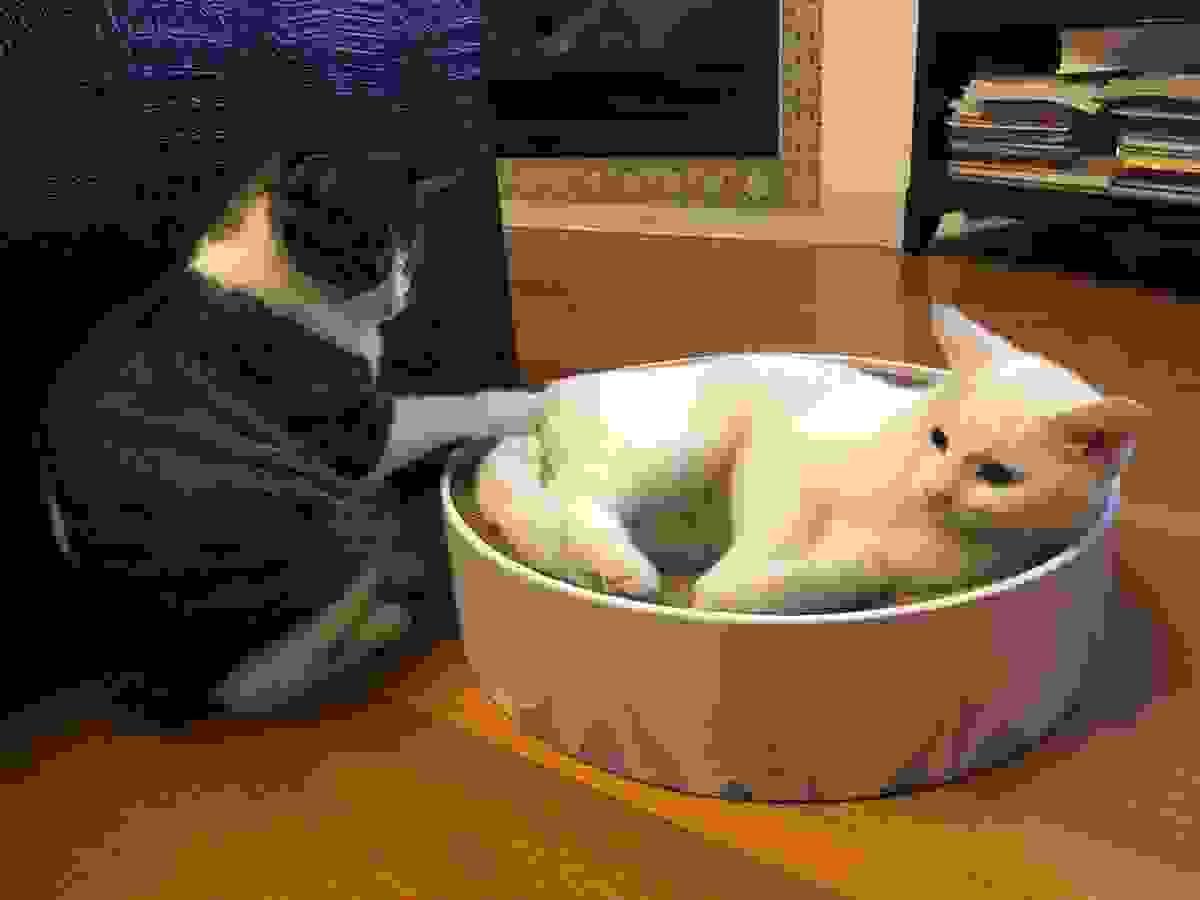 At Shanghai Soong Ching Ling School, we provide innovative courses and a rich variety of extracurricular activities to inspire students' creativity and critical thinking. Our education journey begins here. The student of Shanghai Soong Ching Ling School Domestic Division Shanghai Soong Ching Ling School China Department High School Student At Shanghai Soong Ching Ling School, we provide innovative courses and a rich variety of extracurricular activities to inspire students' creativity and critical thinking. Our education journey begins here. The student of Shanghai Soong Ching Ling School Domestic Division Shanghai Soong Ching Ling School China Department High School Student