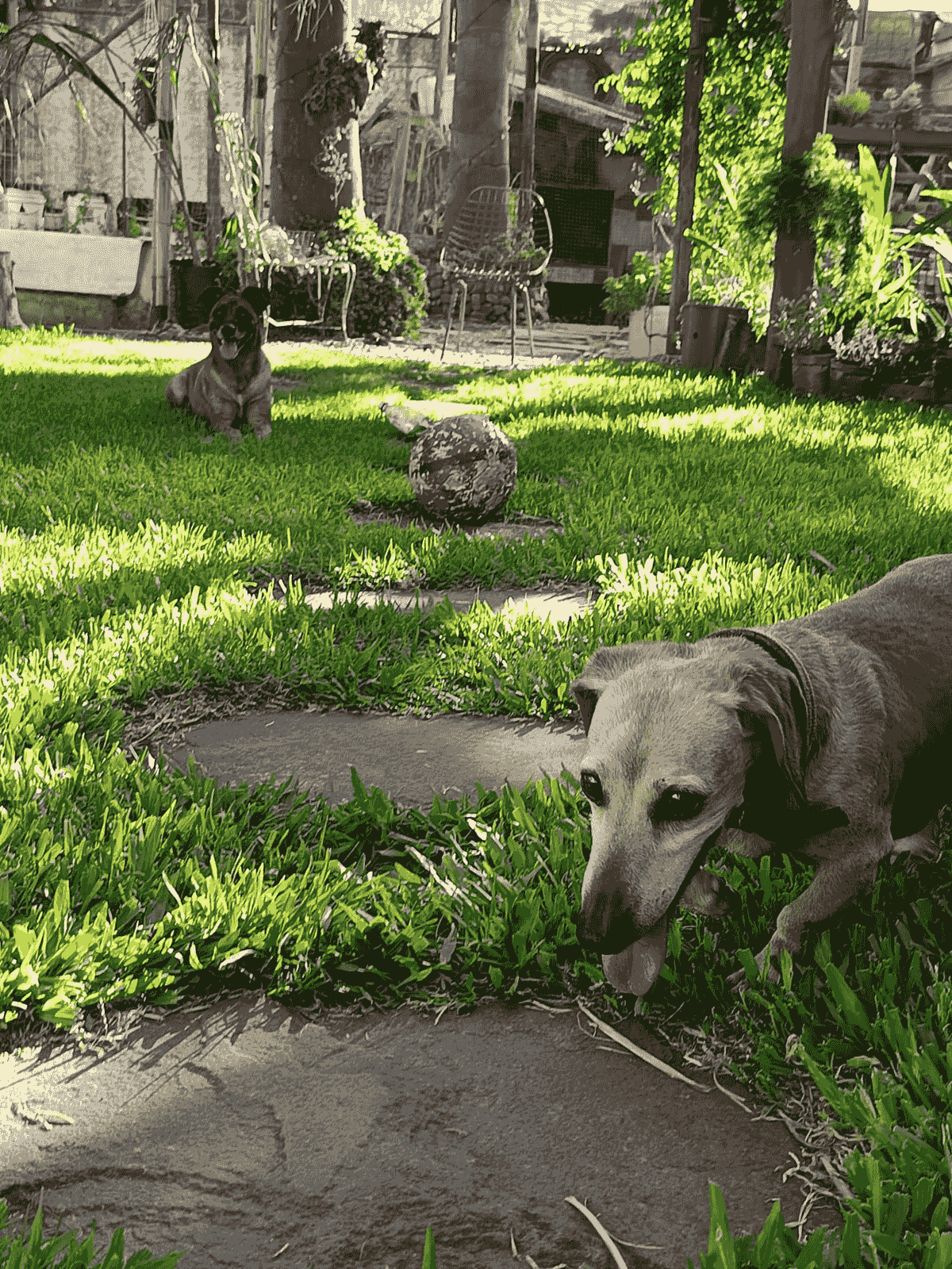 Our pet hotel offers a safe and comfortable environment where your dog or cat can relax and feel at home, surrounded by love and constant care. Safe Accommodation What do we offer PawHouse is a pet hotel at home where dogs and cats receive care, affection, and fun while their owners cannot attend to them. We offer safe accommodation, walks, games, daily photos, and personalized attention in a family environment full of love. Our pet hotel offers a safe and comfortable environment where your dog or cat can relax and feel at home, surrounded by love and constant care. Safe Accommodation What do we offer PawHouse is a pet hotel at home where dogs and cats receive care, affection, and fun while their owners cannot attend to them. We offer safe accommodation, walks, games, daily photos, and personalized attention in a family environment full of love.