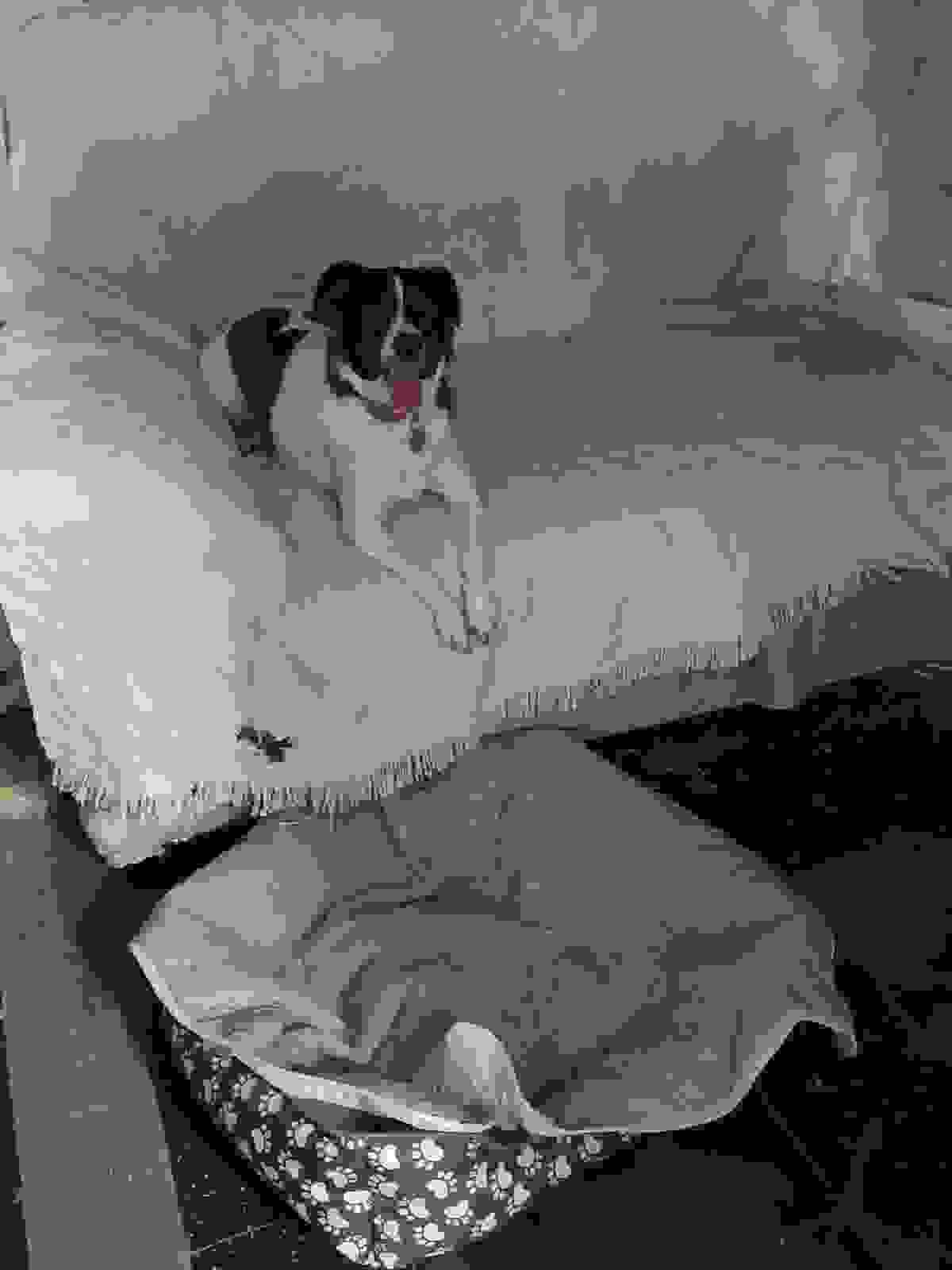 We ensure that your pets receive the necessary exercise with daily walks and playtime, promoting their physical and mental well-being. Walks and Exercise What do we offer PawHouse is a pet hotel at home where dogs and cats receive care, affection, and fun while their owners cannot attend to them. We offer safe accommodation, walks, games, daily photos, and personalized attention in a family environment full of love. We ensure that your pets receive the necessary exercise with daily walks and playtime, promoting their physical and mental well-being. Walks and Exercise What do we offer PawHouse is a pet hotel at home where dogs and cats receive care, affection, and fun while their owners cannot attend to them. We offer safe accommodation, walks, games, daily photos, and personalized attention in a family environment full of love.