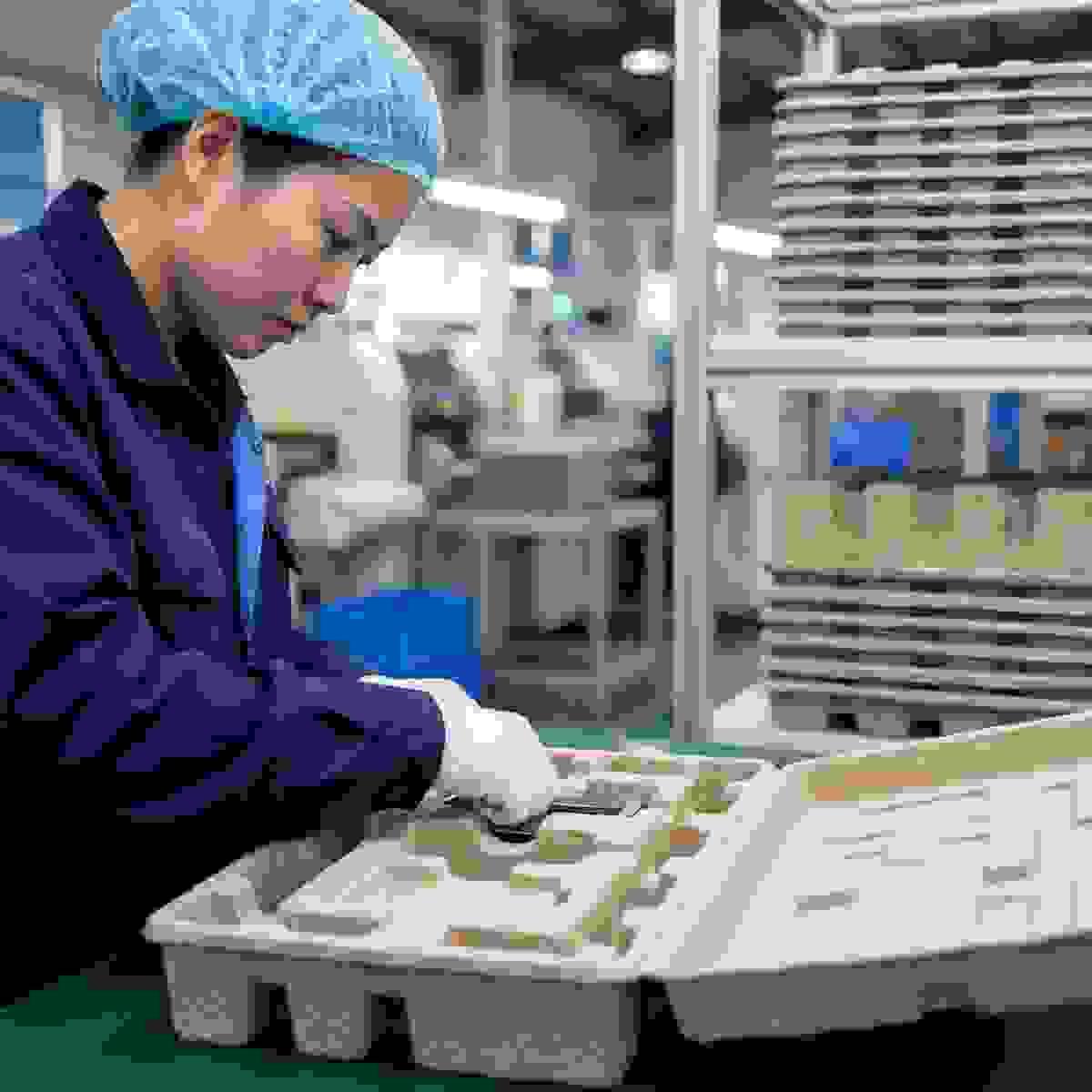 Molded pulp insert being checked in a Chinese factory for eco-friendly electronics packaging protection. Molded pulp insert being checked in a Chinese factory for eco-friendly electronics packaging protection.