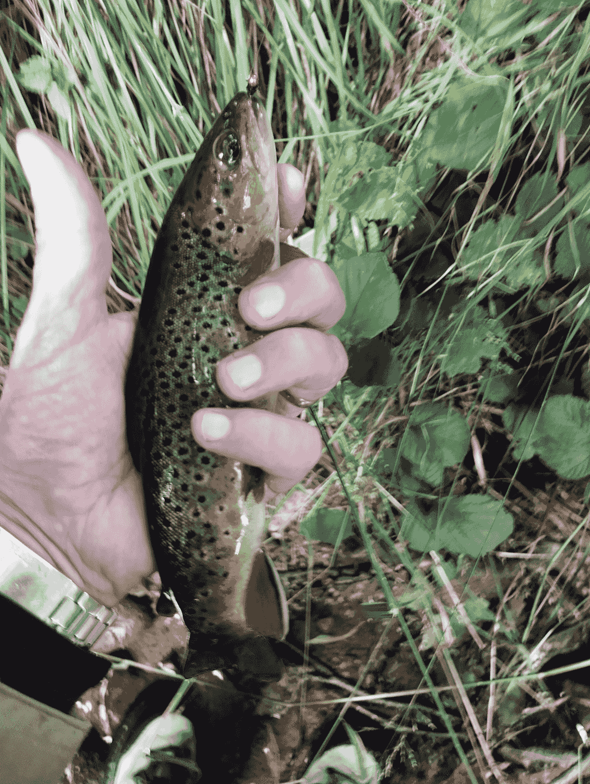 We use sustainable and environmentally friendly materials to preserve our aquatic ecosystems. Ecological engagement Our Mission I am a creator of artificial flies for fly fishermen. We use sustainable and environmentally friendly materials to preserve our aquatic ecosystems. Ecological engagement Our Mission I am a creator of artificial flies for fly fishermen.