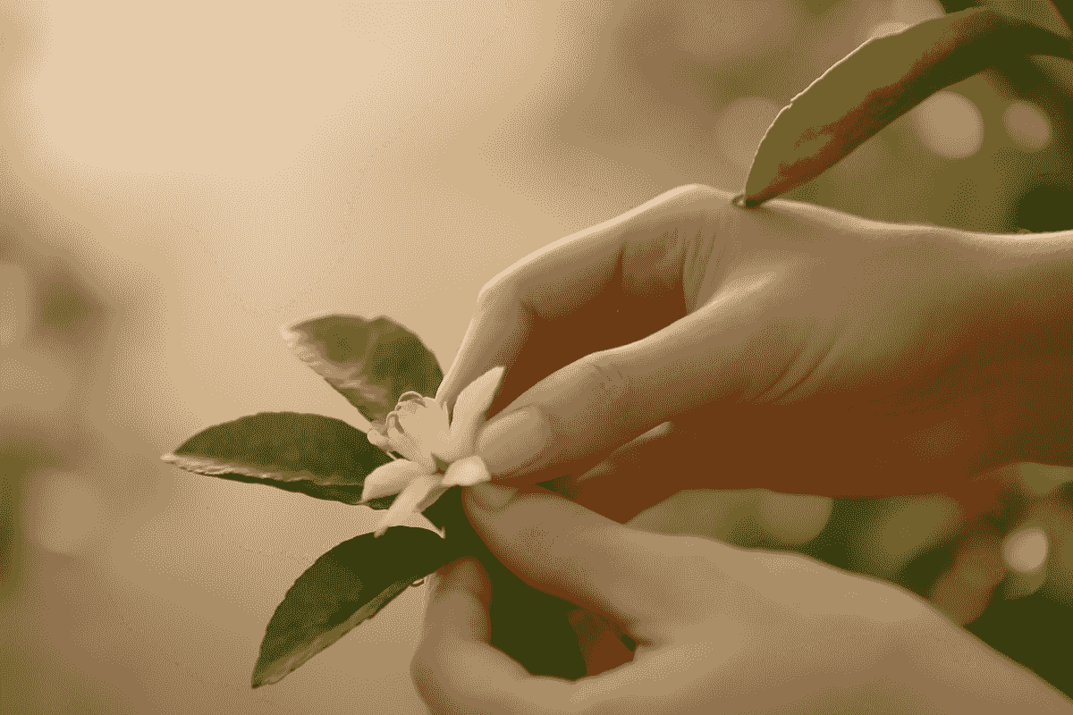 We provide a variety of natural spices, ensuring the high quality and authenticity of the products. Each spice contains the fragrance of nature, suitable for various uses, including the production of food, beverages, and fragrance products. natural spice What are we doing We focus on natural spices, essential oils and high-end fragrance raw materials trade. We provide a variety of natural spices, ensuring the high quality and authenticity of the products. Each spice contains the fragrance of nature, suitable for various uses, including the production of food, beverages, and fragrance products. natural spice What are we doing We focus on natural spices, essential oils and high-end fragrance raw materials trade.