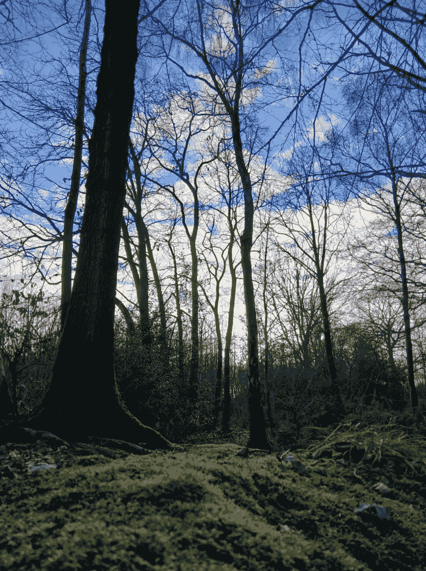 — Sarah Thompson “Participating in a session at Twisted Roots was a life-changing experience. I felt connected to nature and myself in a way I never expected.” Discover the transformative power of nature with Twisted Roots Forest Therapy At Twisted Roots Forest Therapy, we invite you to reconnect with the natural world and rediscover your inner balance through the healing power of the forest. Rooted in the principles of Shinrin-yoku (forest bathing), our guided sessions weave together mindfulness, creativity, and earth-based wisdom. Each experience may include meditation, nature-inspired art, herbalism, foraging, journaling, and other mindful practices that nurture a deep connection to both self and nature. Among the trees, participants are encouraged to slow down, breathe deeply, and open their senses to the beauty and wisdom of the living world. Twisted Roots is more than a retreat—it’s a journey of grounding, growth, and gentle transformation. — Sarah Thompson “Participating in a session at Twisted Roots was a life-changing experience. I felt connected to nature and myself in a way I never expected.” Discover the transformative power of nature with Twisted Roots Forest Therapy At Twisted Roots Forest Therapy, we invite you to reconnect with the natural world and rediscover your inner balance through the healing power of the forest. Rooted in the principles of Shinrin-yoku (forest bathing), our guided sessions weave together mindfulness, creativity, and earth-based wisdom. Each experience may include meditation, nature-inspired art, herbalism, foraging, journaling, and other mindful practices that nurture a deep connection to both self and nature. Among the trees, participants are encouraged to slow down, breathe deeply, and open their senses to the beauty and wisdom of the living world. Twisted Roots is more than a retreat—it’s a journey of grounding, growth, and gentle transformation.