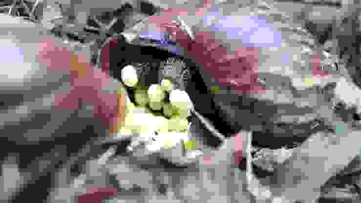 We offer high-quality snails for sale, ensuring sustainable practices and healthy stock for your farming needs. Quality Snail Sales What We Offer Megtess agro is an agricultural brand that provides agricultural services like snail farming training and sale of snail and exportation We offer high-quality snails for sale, ensuring sustainable practices and healthy stock for your farming needs. Quality Snail Sales What We Offer Megtess agro is an agricultural brand that provides agricultural services like snail farming training and sale of snail and exportation