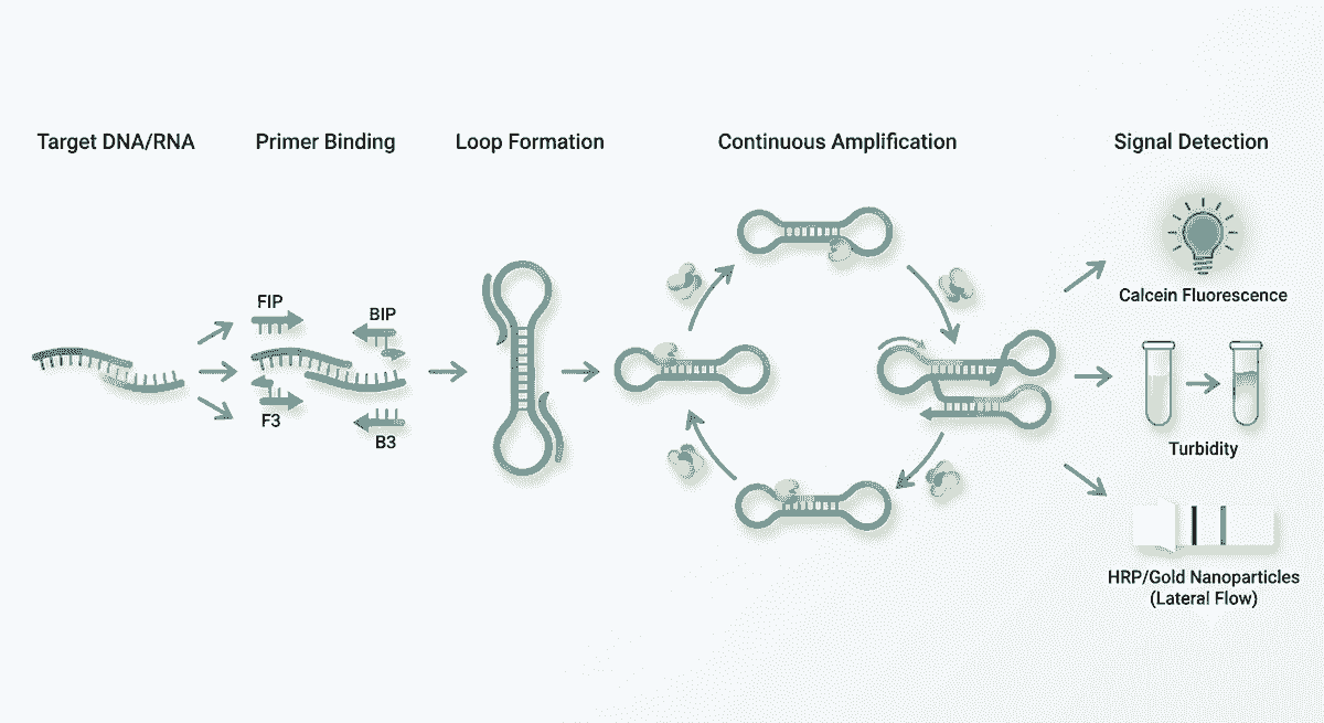 LAMP Workflow - SBS Genetech LAMP Workflow - SBS Genetech