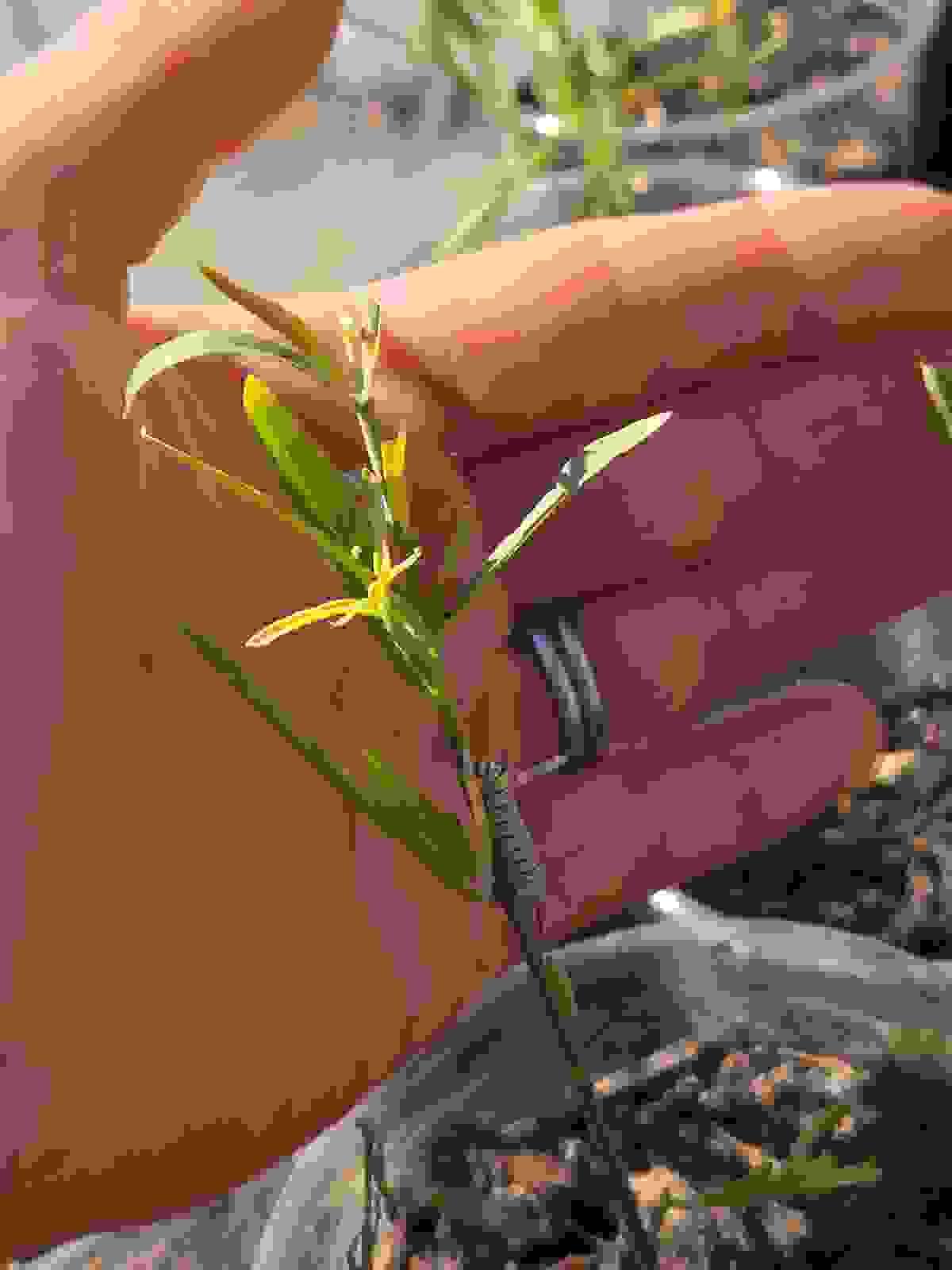 At Little Way Daycare, we believe that every child deserves a nurturing environment where they can explore and grow. Our licensed in-home daycare provides personalized attention, ensuring that each child's unique needs are met, fostering their emotional and intellectual development. Building Foundations for Lifelong Learning Little Way Daycare is a licensed, in-home daycare in El Cajon, CA. In addition to childcare for the younger ages, we also run a nature-inspired preschool program to provide a fun, comprehensive learning environment. At Little Way Daycare, we believe that every child deserves a nurturing environment where they can explore and grow. Our licensed in-home daycare provides personalized attention, ensuring that each child's unique needs are met, fostering their emotional and intellectual development. Building Foundations for Lifelong Learning Little Way Daycare is a licensed, in-home daycare in El Cajon, CA. In addition to childcare for the younger ages, we also run a nature-inspired preschool program to provide a fun, comprehensive learning environment.