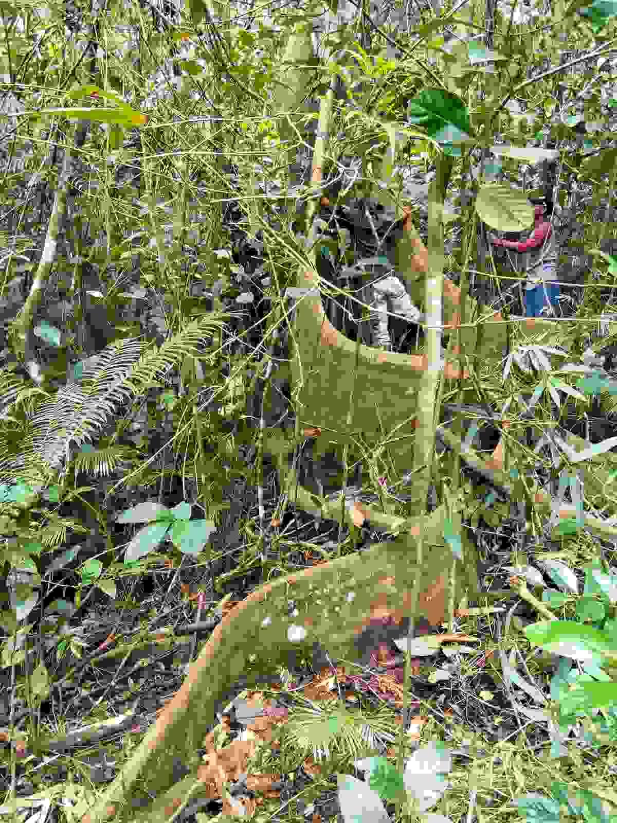 Section image