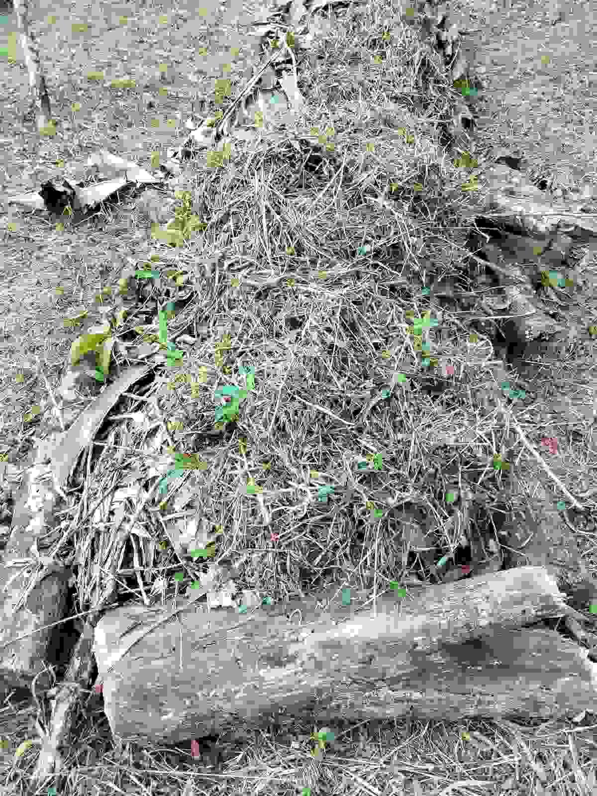 Section image
