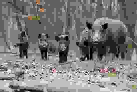 Section image