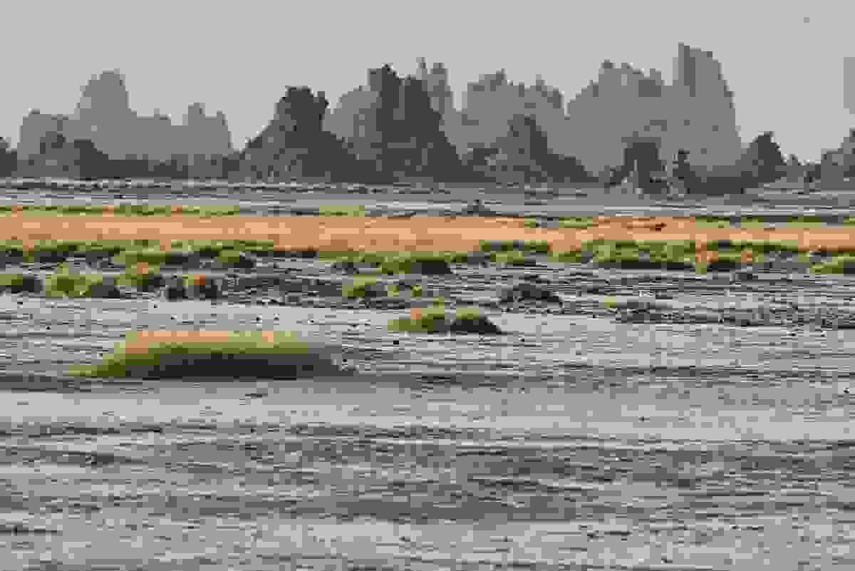 Participate in unforgettable excursions through the unique landscapes of Djibouti, from the desert to the beaches. Enjoy diving, trekking, and much more in an exceptional natural setting. Excursions Adventures Our Mission Tourism Agency Participate in unforgettable excursions through the unique landscapes of Djibouti, from the desert to the beaches. Enjoy diving, trekking, and much more in an exceptional natural setting. Excursions Adventures Our Mission Tourism Agency