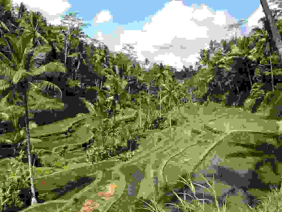 Tegalalang Rice Terraces in Ubud, Bali, Indonesia