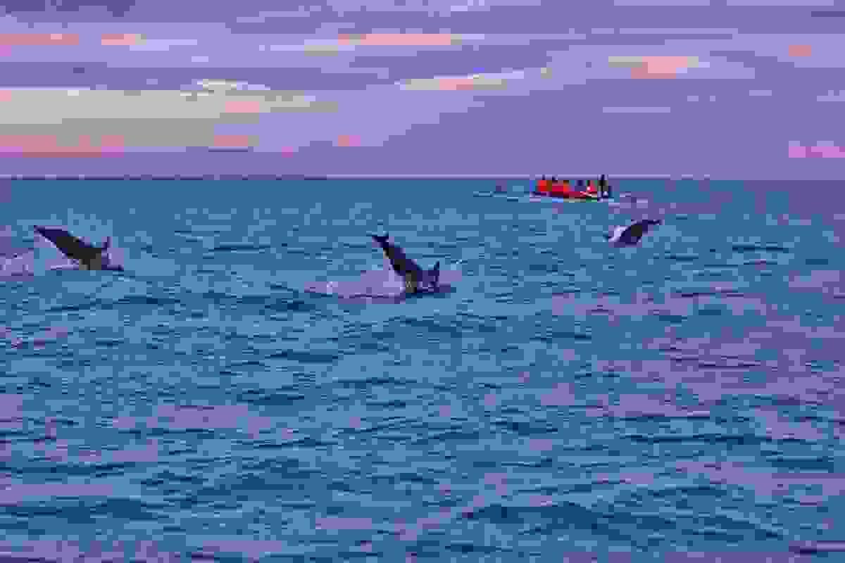 Dolphin watching in Lovina, Bali, Indonesia