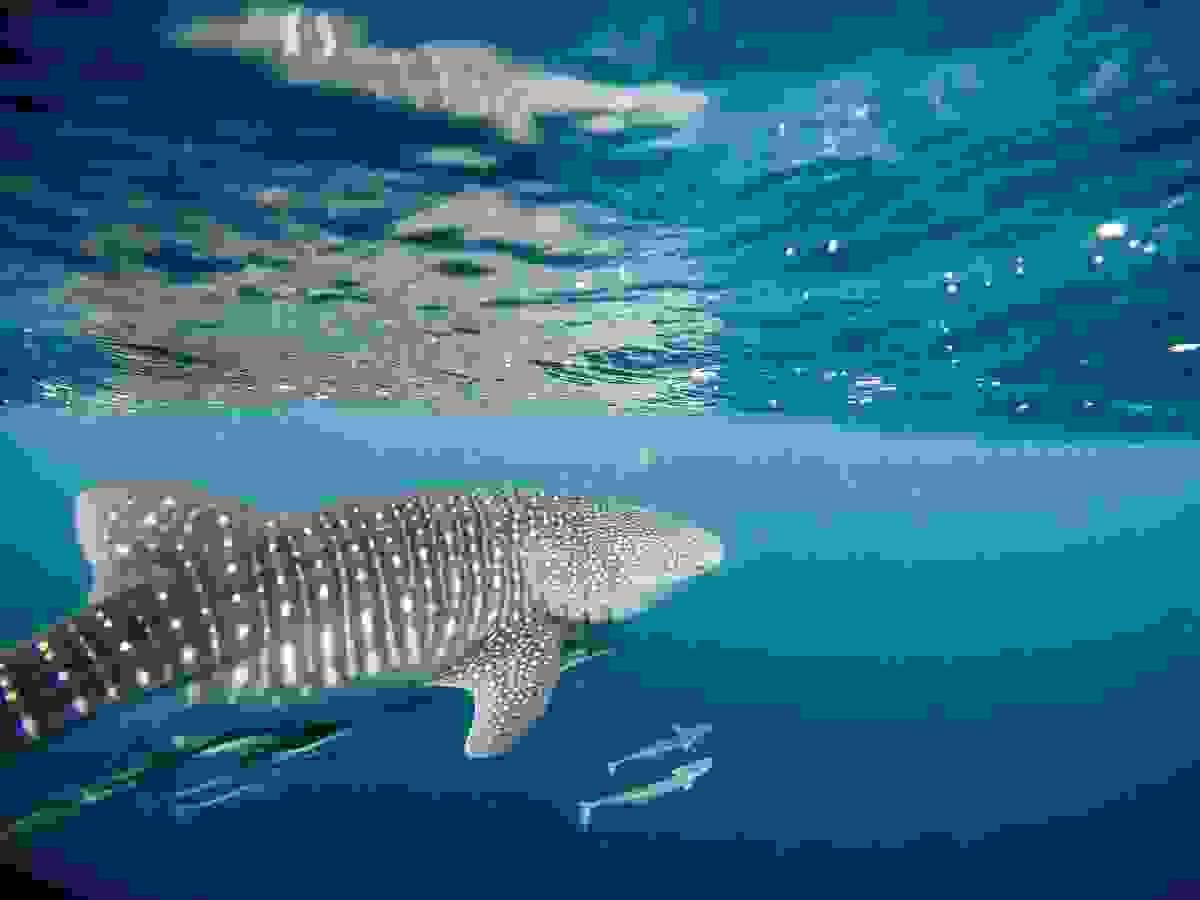 Whale shark swimming underwater, Derawan Island, Indonesia