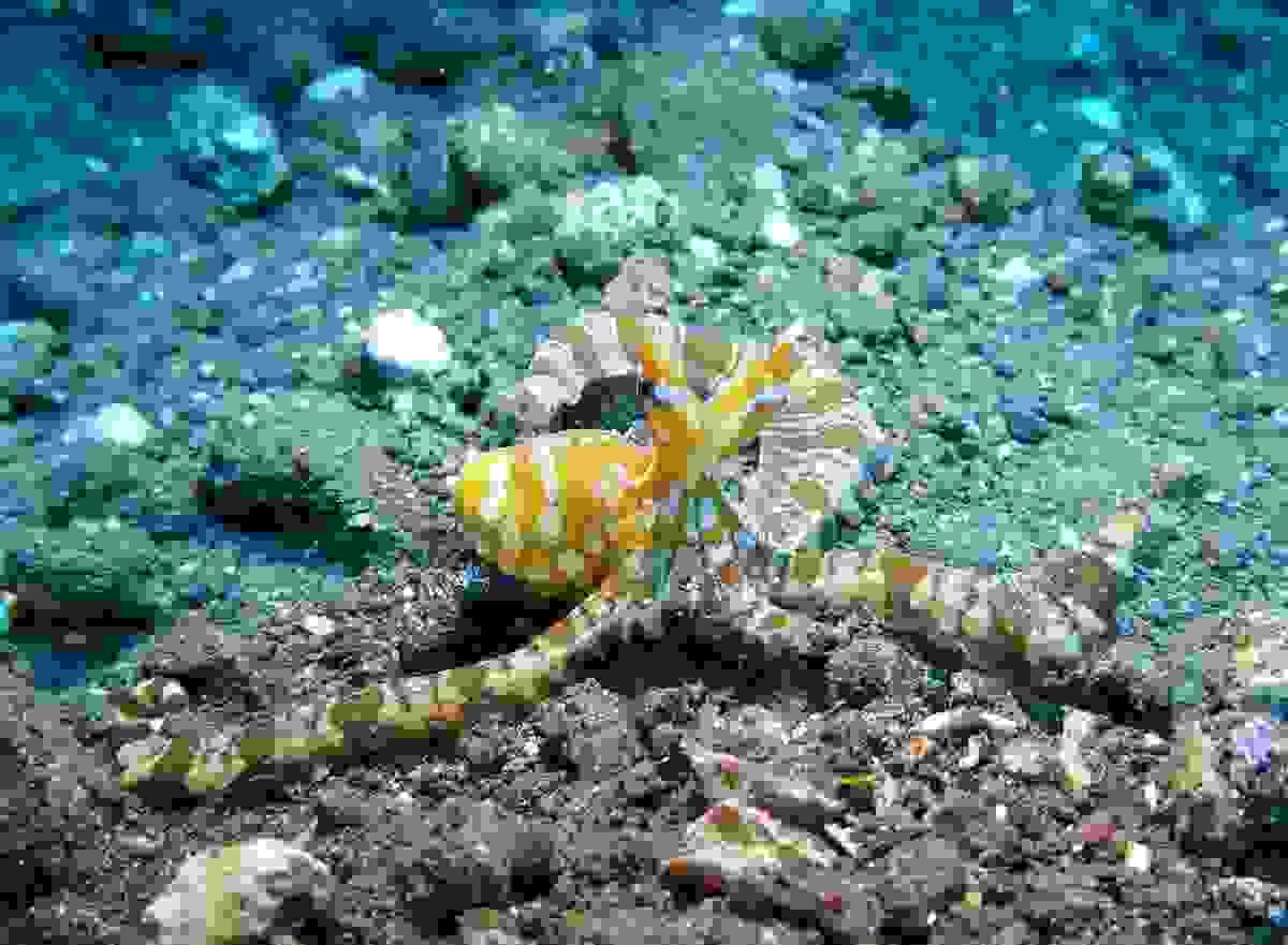 Coral reef diving in Tulamben, Bali, Indonesia