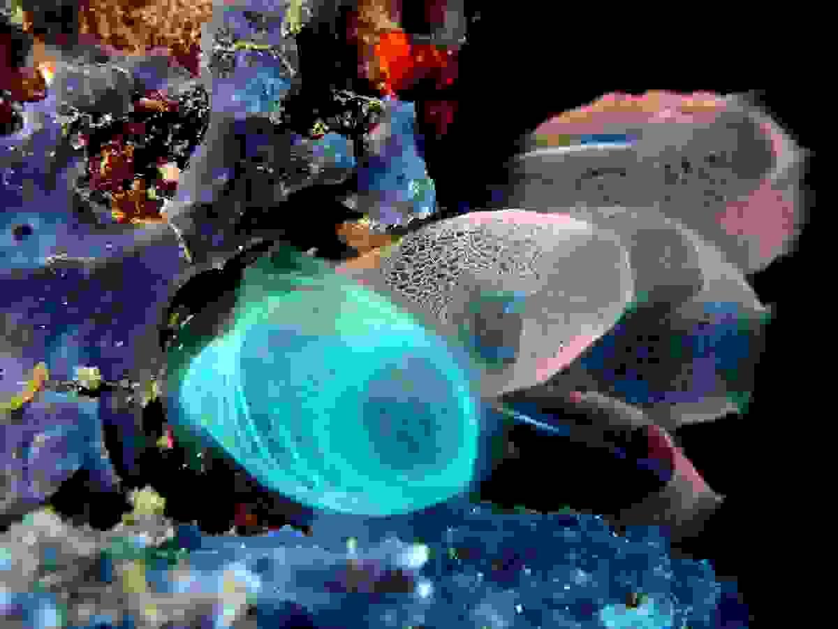 underwater sea life in Bunaken, Sulawesi, Indonesia