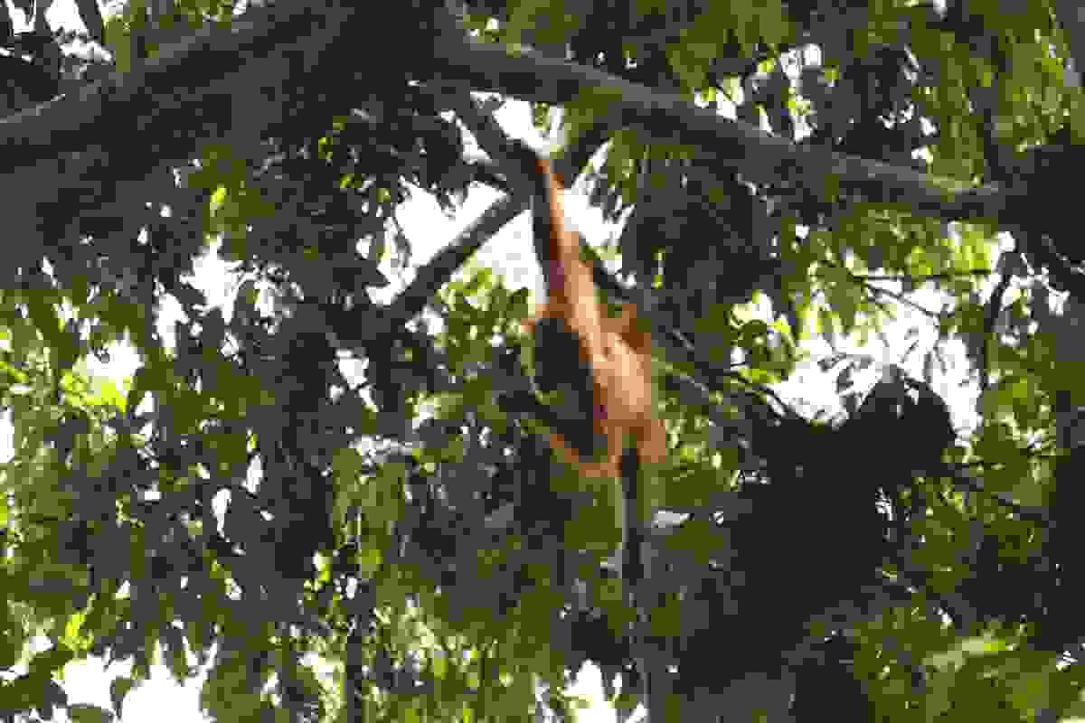 Orangutan hangs from tree in Bukit Lawang, Sumatra, Indonesia