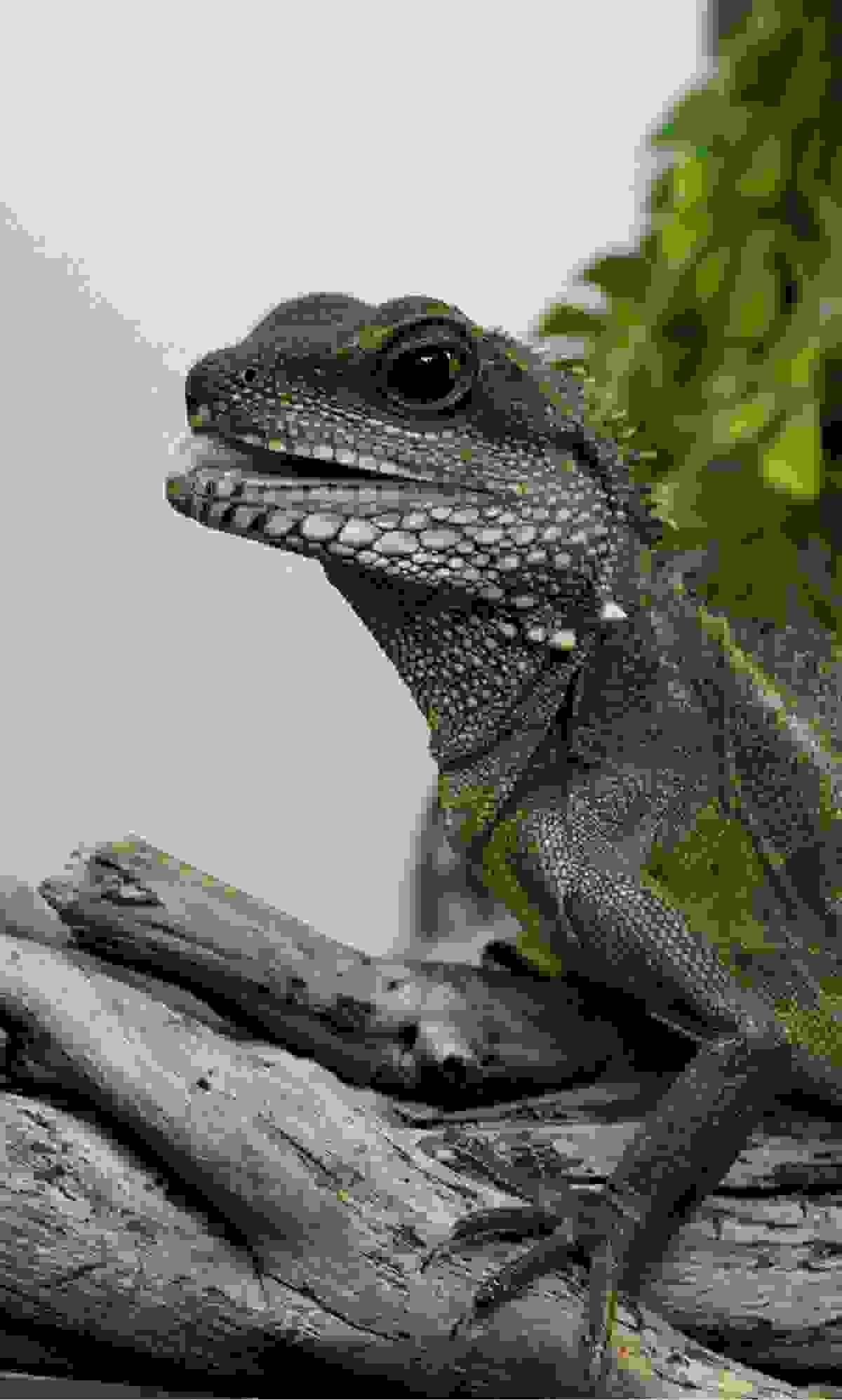 Section image