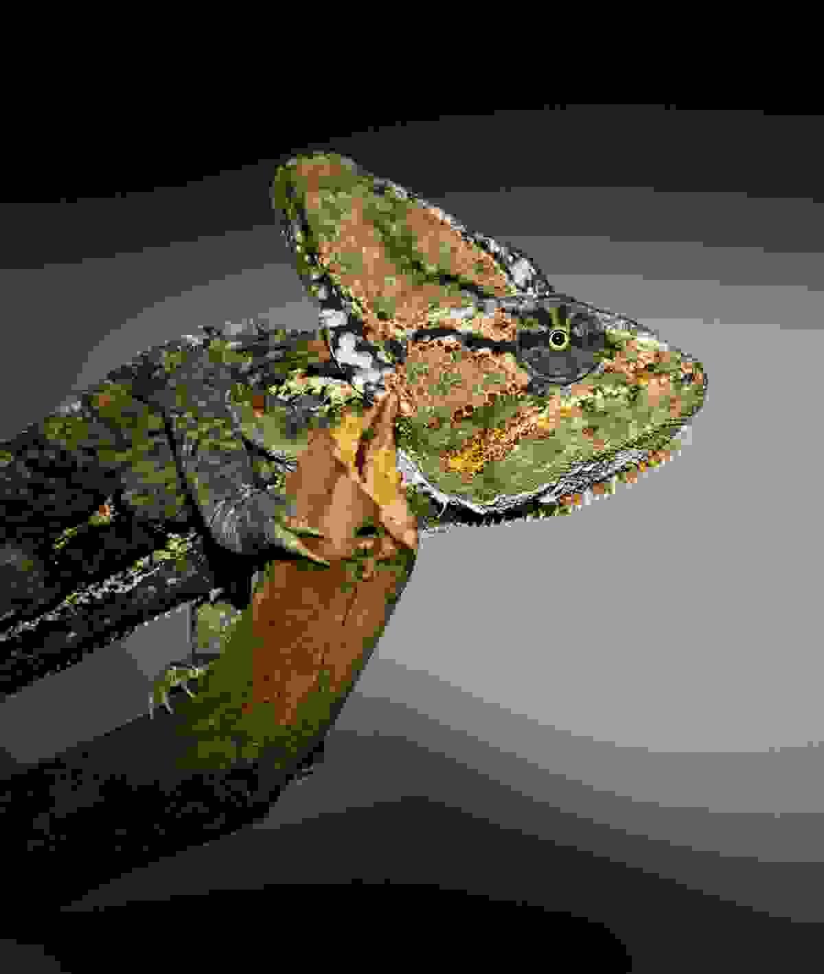 Section image