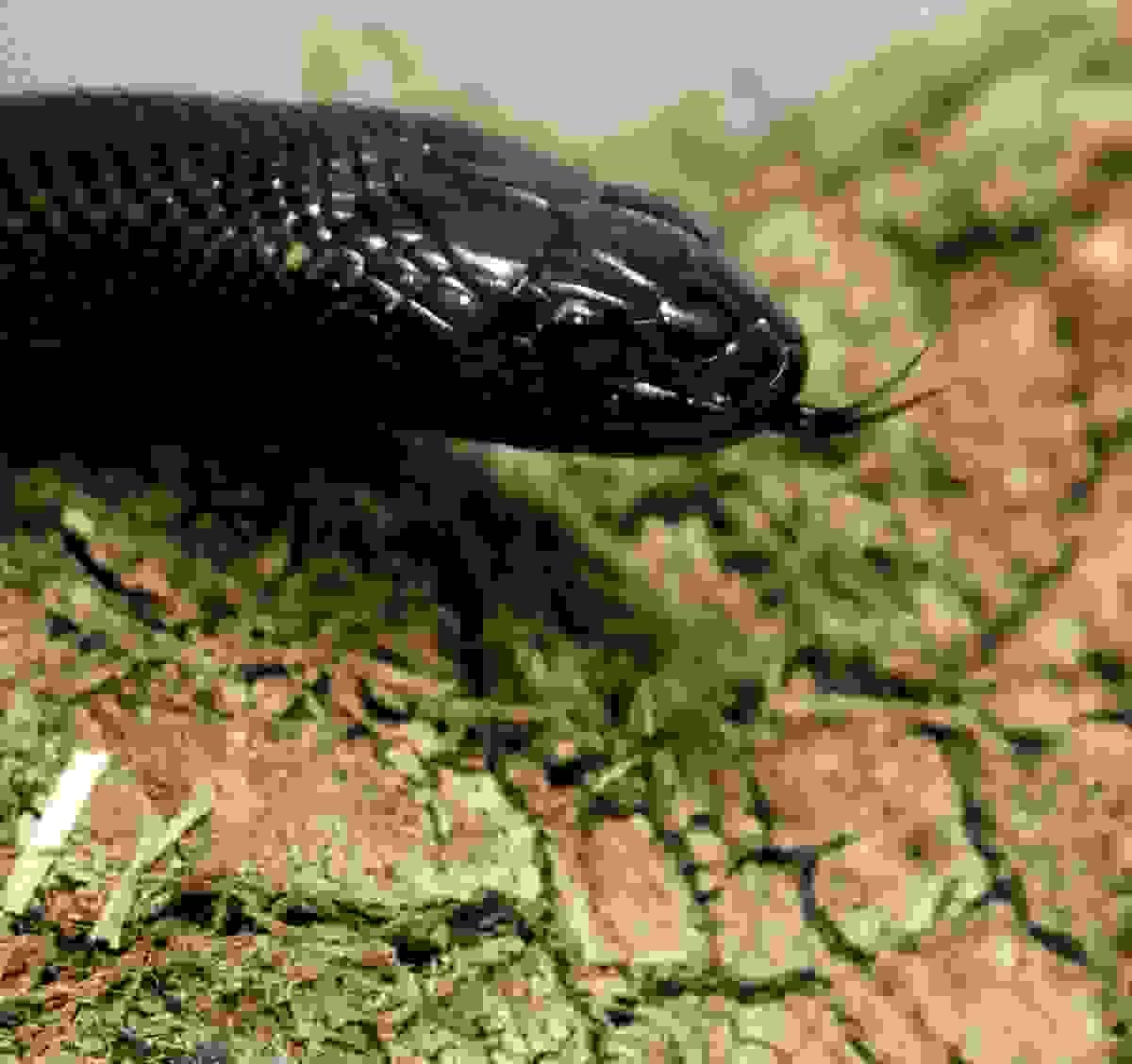 Section image