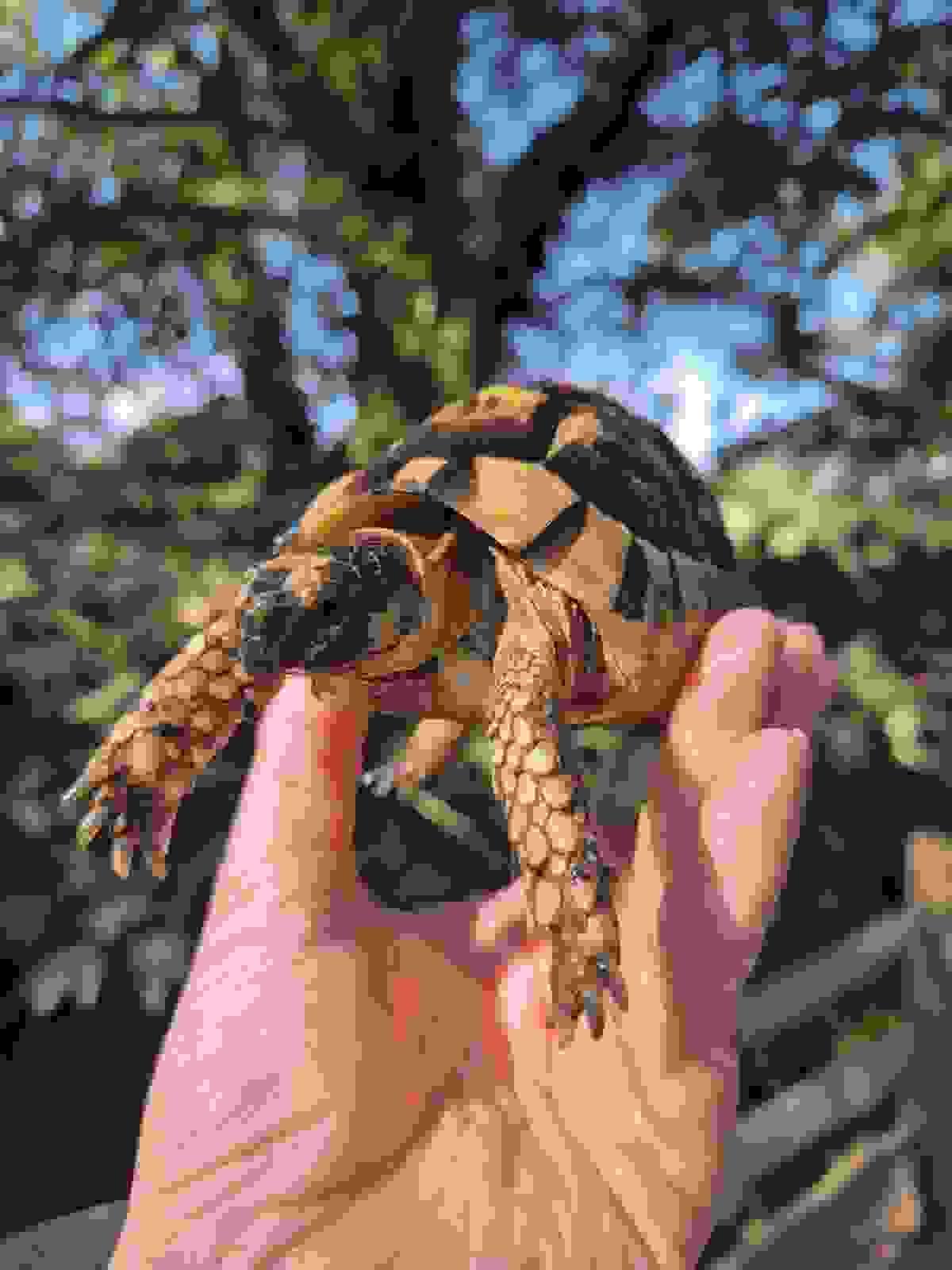 broken image