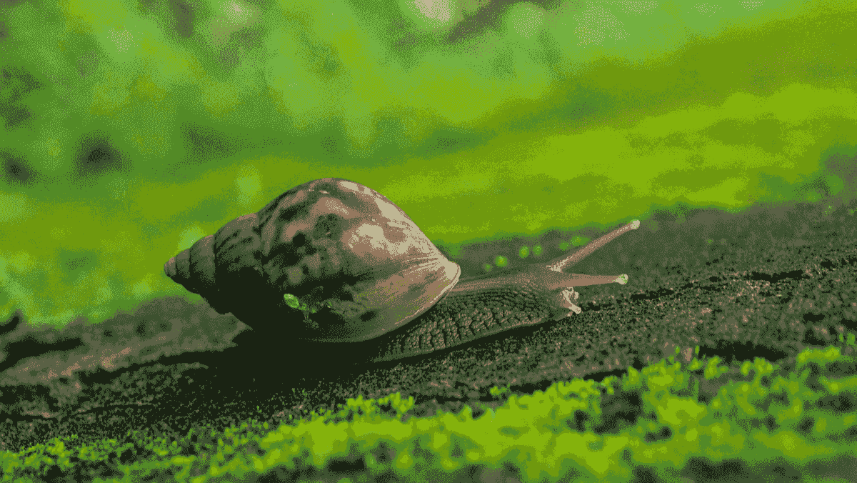 Siput yang menggambarkan situs web yang lambat