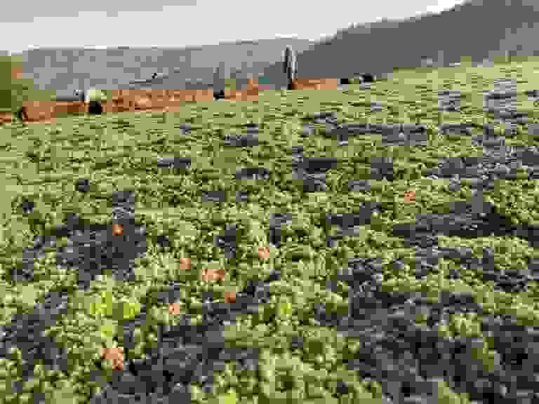 Our designs seamlessly blend architecture with nature. By collaborating with architects and urban planners, we ensure that our landscaping solutions enhance the structural integrity and visual appeal of buildings, creating harmonious environments that inspire. Architectural Integration What We Do Create a modern, clean, and professional website for UTF – a company specializing in roof landscaping and urban space development.The design should feel natural, sustainable, and architectural.Use a color palette of deep green, earthy tones, light gray, and white.Style should be minimal, elegant, and corporate.HEADER (Sticky Navigation)HomeServicesAbout Us (Dropdown: Our Strategy, Our Mentor)Contact Us Our designs seamlessly blend architecture with nature. By collaborating with architects and urban planners, we ensure that our landscaping solutions enhance the structural integrity and visual appeal of buildings, creating harmonious environments that inspire. Architectural Integration What We Do Create a modern, clean, and professional website for UTF – a company specializing in roof landscaping and urban space development.The design should feel natural, sustainable, and architectural.Use a color palette of deep green, earthy tones, light gray, and white.Style should be minimal, elegant, and corporate.HEADER (Sticky Navigation)HomeServicesAbout Us (Dropdown: Our Strategy, Our Mentor)Contact Us