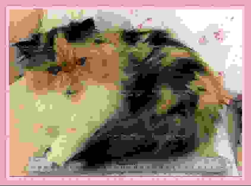 Adult Teacup Persian cat lying beside a 12-inch ruler for size reference. Adult Teacup Persian cat lying beside a 12-inch ruler for size reference.