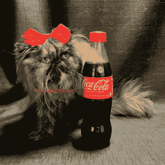 A 6 month old Teacup Persian kitten sitting beside a 9-inch tall Coca-Cola bottle for size reference. A 6 month old Teacup Persian kitten sitting beside a 9-inch tall Coca-Cola bottle for size reference.