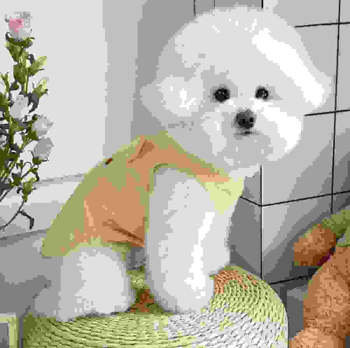 Summer Cute Dog Cloth Summer Cute Dog Cloth
