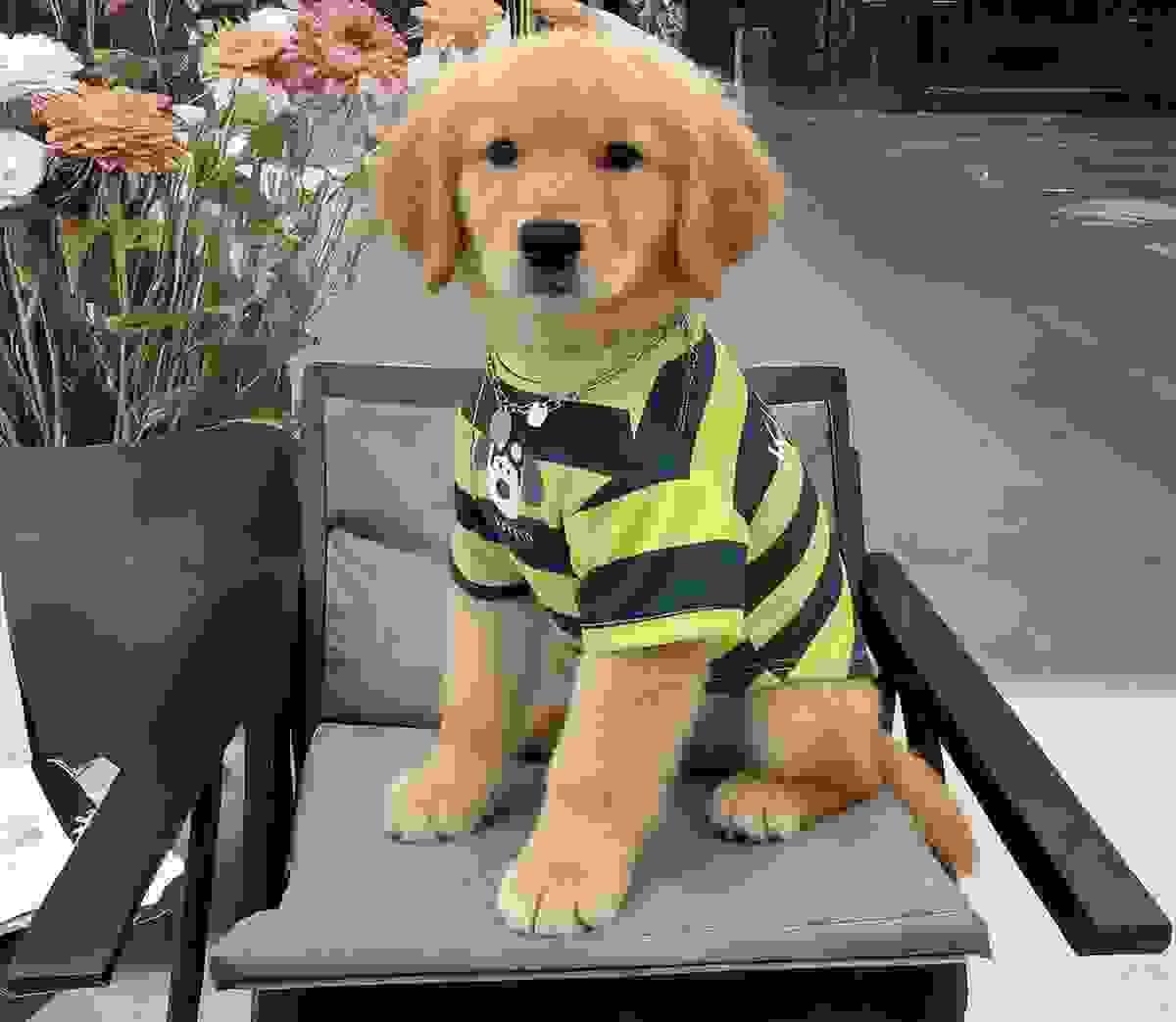 Lightweight Summer Dog Cloth Lightweight Summer Dog Cloth