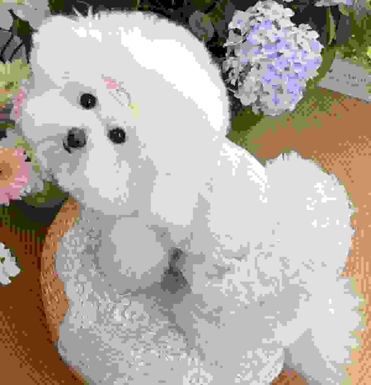 Tulle Skirt Pet Cloth Tulle Skirt Pet Cloth