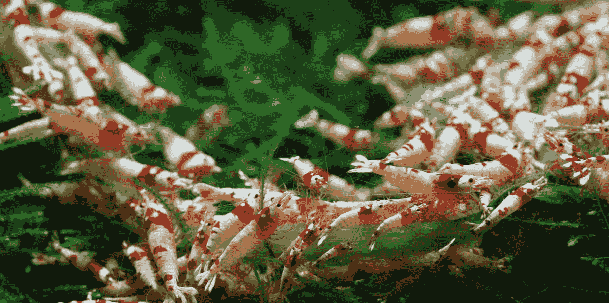 As experts in international trade and brand representation, we will introduce our products and services. Our vision This is a company in Japan, based on international trade, international agency, business agency, brand agency, product and technology development agency transfer as its core business. Currently, in addition to being the trustee of Japanese business for many companies outside Japan, the main trade sales wholesale and retail sectors are two large areas: office and daily necessities and aquatic products ornamental shrimp. There is no exclusion of increasing business content in the future. The current idea is to develop independent sites under different secondary domains based on the scope of business on the main page. As experts in international trade and brand representation, we will introduce our products and services. Our vision This is a company in Japan, based on international trade, international agency, business agency, brand agency, product and technology development agency transfer as its core business. Currently, in addition to being the trustee of Japanese business for many companies outside Japan, the main trade sales wholesale and retail sectors are two large areas: office and daily necessities and aquatic products ornamental shrimp. There is no exclusion of increasing business content in the future. The current idea is to develop independent sites under different secondary domains based on the scope of business on the main page.