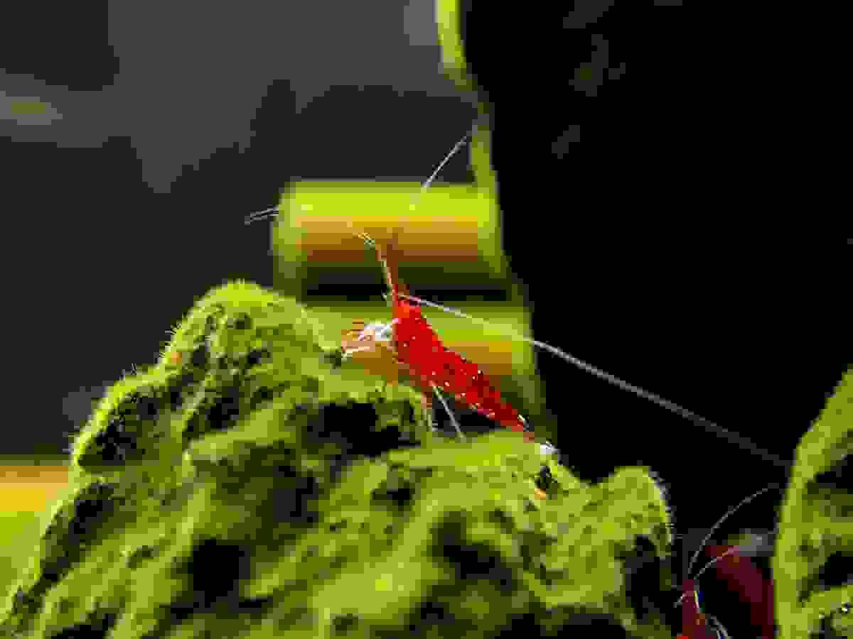 As experts in international trade and brand representation, we will introduce our products and services. Our vision This is a company in Japan, based on international trade, international agency, business agency, brand agency, product and technology development agency transfer as its core business. Currently, in addition to being the trustee of Japanese business for many companies outside Japan, the main trade sales wholesale and retail sectors are two large areas: office and daily necessities and aquatic products ornamental shrimp. There is no exclusion of increasing business content in the future. The current idea is to develop independent sites under different secondary domains based on the scope of business on the main page. As experts in international trade and brand representation, we will introduce our products and services. Our vision This is a company in Japan, based on international trade, international agency, business agency, brand agency, product and technology development agency transfer as its core business. Currently, in addition to being the trustee of Japanese business for many companies outside Japan, the main trade sales wholesale and retail sectors are two large areas: office and daily necessities and aquatic products ornamental shrimp. There is no exclusion of increasing business content in the future. The current idea is to develop independent sites under different secondary domains based on the scope of business on the main page.