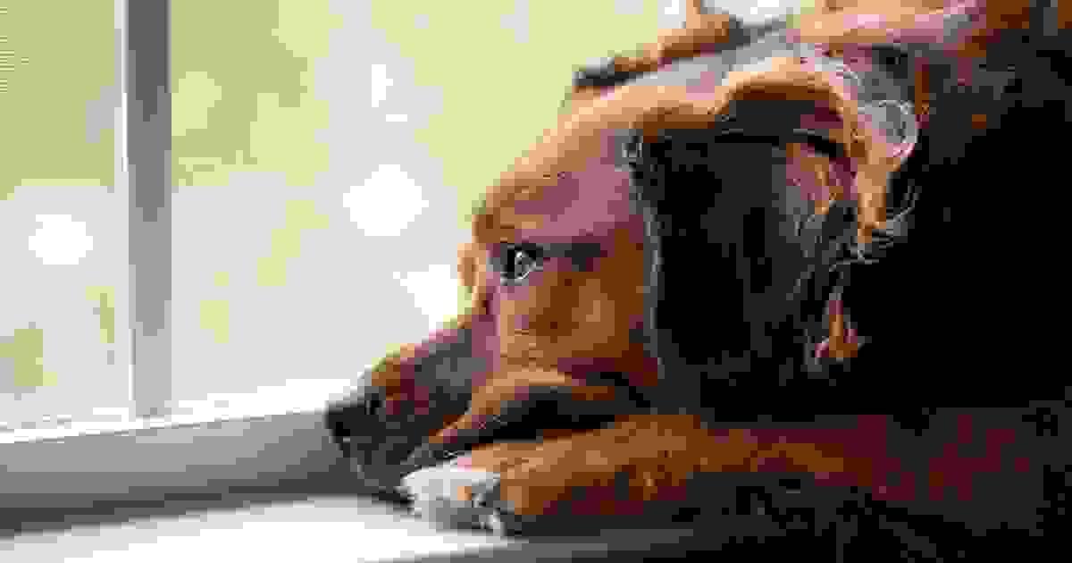 Our trained professionals supervise each session, ensuring your dog exercises safely and effectively. Expert Guidance What We Offer Providing onsite treadmill sessions for dogs Our trained professionals supervise each session, ensuring your dog exercises safely and effectively. Expert Guidance What We Offer Providing onsite treadmill sessions for dogs