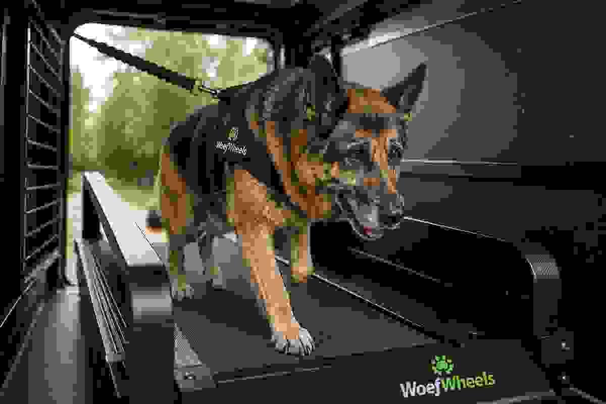 We bring the treadmill experience to your home, making it easy and convenient for you and your furry friend. Convenient Onsite Service What We Offer Providing onsite treadmill sessions for dogs We bring the treadmill experience to your home, making it easy and convenient for you and your furry friend. Convenient Onsite Service What We Offer Providing onsite treadmill sessions for dogs