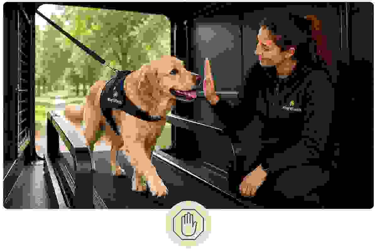 We bring the treadmill experience to your home, making it easy and convenient for you and your furry friend. Convenient Onsite Service What We Offer Providing onsite treadmill sessions for dogs We bring the treadmill experience to your home, making it easy and convenient for you and your furry friend. Convenient Onsite Service What We Offer Providing onsite treadmill sessions for dogs