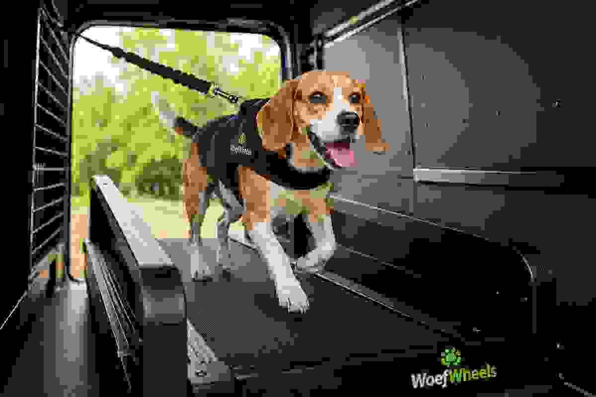 Our trained professionals supervise each session, ensuring your dog exercises safely and effectively. Expert Guidance What We Offer Providing onsite treadmill sessions for dogs Our trained professionals supervise each session, ensuring your dog exercises safely and effectively. Expert Guidance What We Offer Providing onsite treadmill sessions for dogs