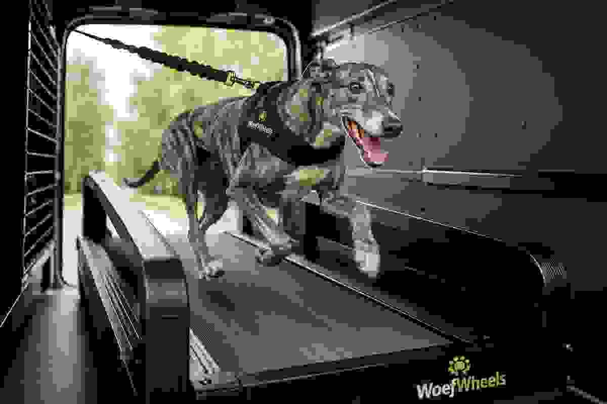 We create customized treadmill sessions tailored to your dog's individual needs, promoting effective exercise and wellness. Personalized Training Plans What We Offer Providing onsite treadmill sessions for dogs We create customized treadmill sessions tailored to your dog's individual needs, promoting effective exercise and wellness. Personalized Training Plans What We Offer Providing onsite treadmill sessions for dogs