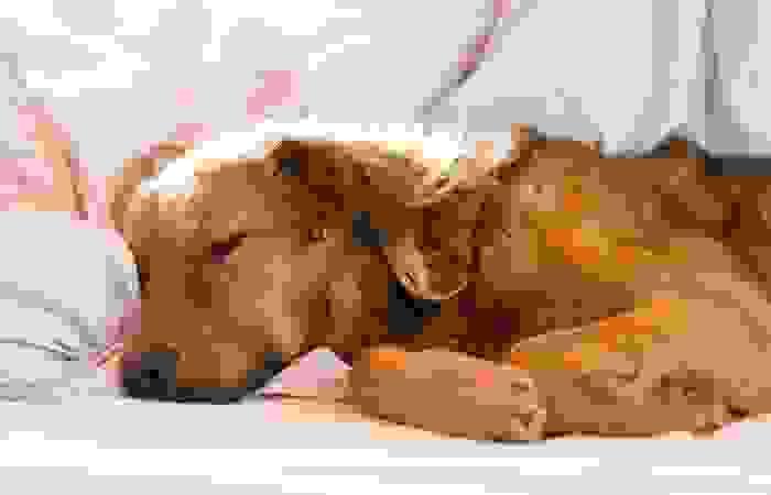 We bring the treadmill experience to your home, making it easy and convenient for you and your furry friend. Convenient Onsite Service What We Offer Providing onsite treadmill sessions for dogs We bring the treadmill experience to your home, making it easy and convenient for you and your furry friend. Convenient Onsite Service What We Offer Providing onsite treadmill sessions for dogs