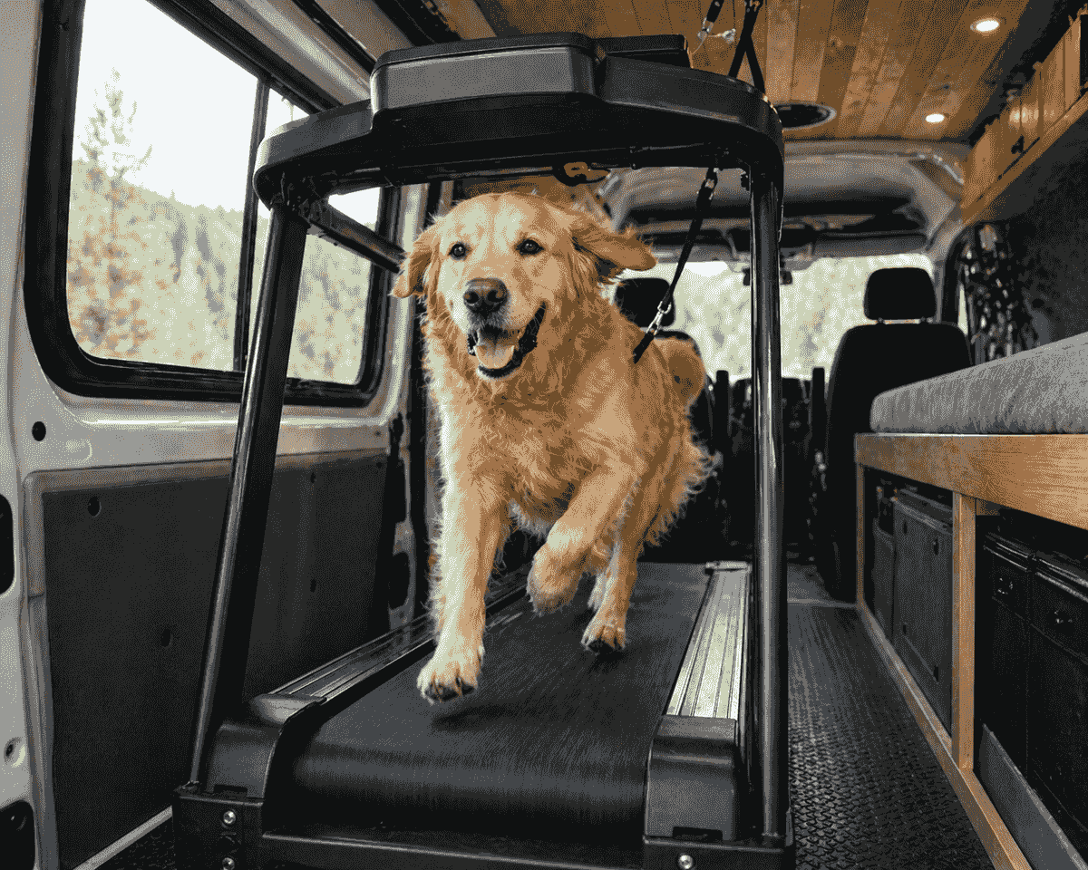 We create customized treadmill sessions tailored to your dog's individual needs, promoting effective exercise and wellness. Personalized Training Plans What We Offer Providing onsite treadmill sessions for dogs We create customized treadmill sessions tailored to your dog's individual needs, promoting effective exercise and wellness. Personalized Training Plans What We Offer Providing onsite treadmill sessions for dogs