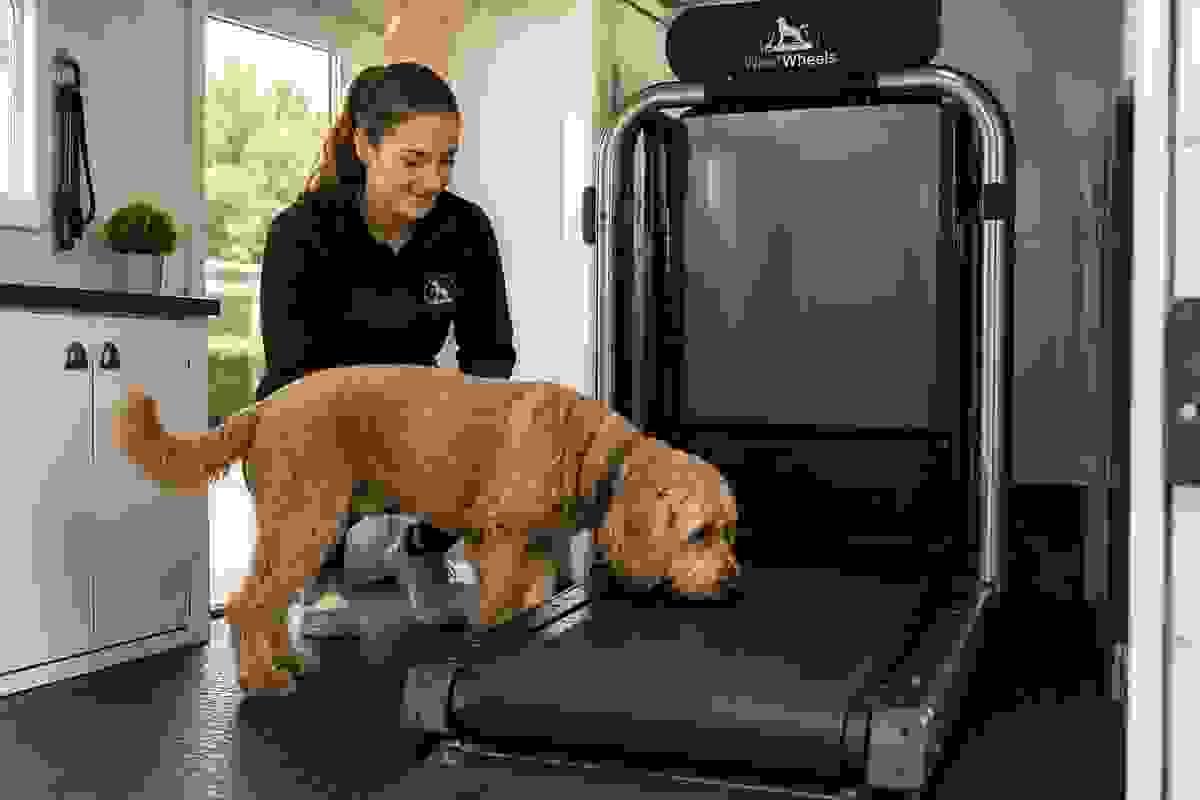 We prioritize your dog's safety and comfort. Our treadmill sessions are conducted in a controlled environment, equipped with safety harnesses and trained staff to monitor your dog's performance and health throughout the session. Safe and Comfortable Environment What We Offer Providing onsite treadmill sessions for dogs We prioritize your dog's safety and comfort. Our treadmill sessions are conducted in a controlled environment, equipped with safety harnesses and trained staff to monitor your dog's performance and health throughout the session. Safe and Comfortable Environment What We Offer Providing onsite treadmill sessions for dogs