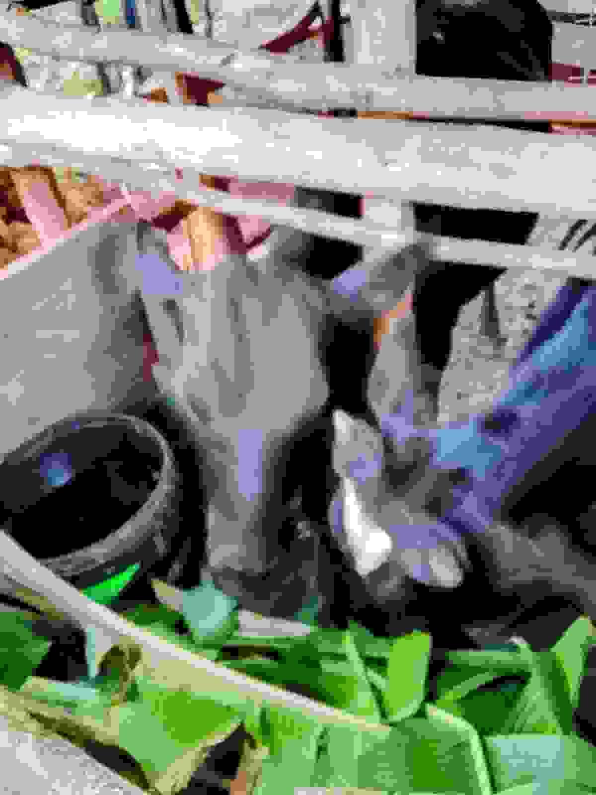Section image
