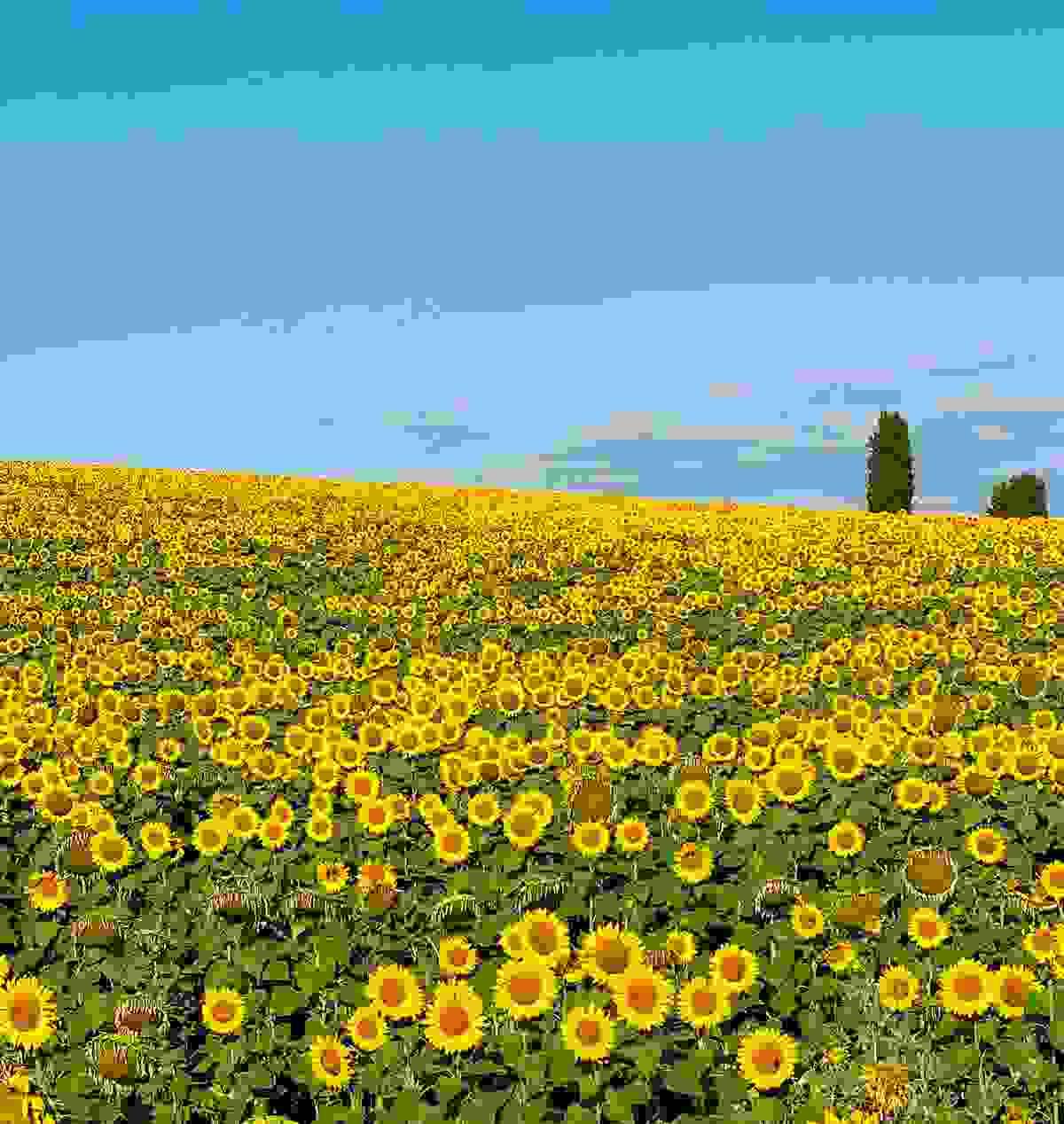 broken image