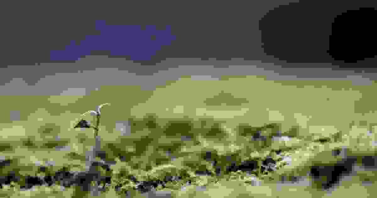 Section image
