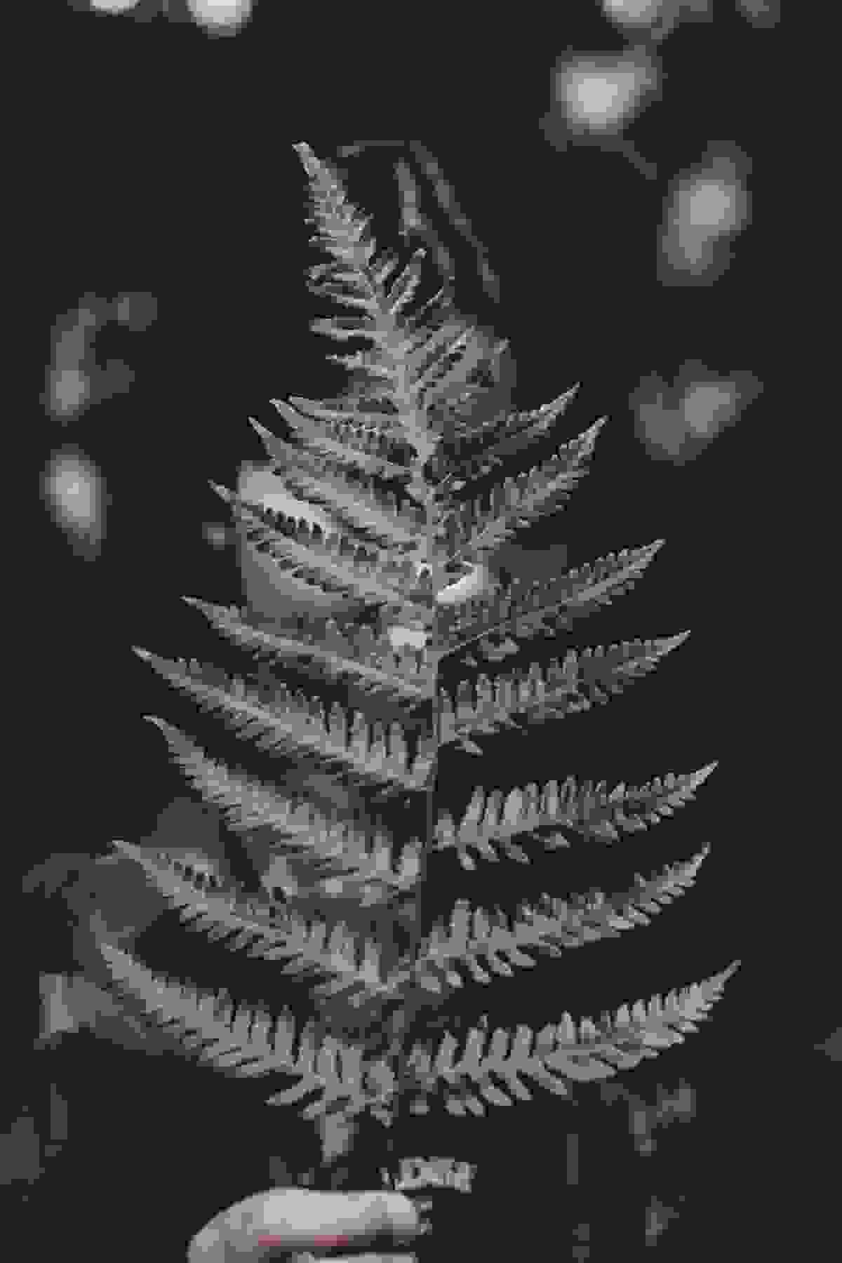 Section image