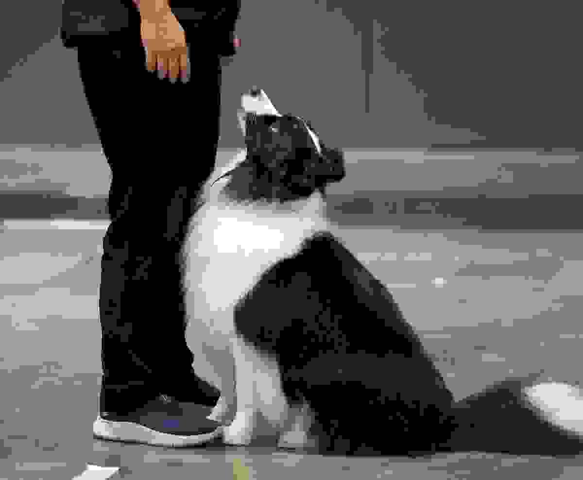 Starting your puppy on the right path is crucial. Our specialized programs for puppies include socialization, basic training, and guidance for new owners, ensuring your furry friend grows into a confident, well-adjusted adult dog. Puppy Development What We Do Relationship-Based Dog Training for Family Pets & Puppies
Clear communication. Strong relationships. Reliable results.
At K9Coach, we help owners train calm, confident, and well-mannered dogs through a relationship-based approach that balances structure, motivation, and clear guidance.
Whether you’re raising a puppy, living with a family companion, or training a sport dog, we focus on skills that work in real everyday life — not just in class.
✔ Family Pets • ✔ Puppies • Starting your puppy on the right path is crucial. Our specialized programs for puppies include socialization, basic training, and guidance for new owners, ensuring your furry friend grows into a confident, well-adjusted adult dog. Puppy Development What We Do Relationship-Based Dog Training for Family Pets & Puppies
Clear communication. Strong relationships. Reliable results.
At K9Coach, we help owners train calm, confident, and well-mannered dogs through a relationship-based approach that balances structure, motivation, and clear guidance.
Whether you’re raising a puppy, living with a family companion, or training a sport dog, we focus on skills that work in real everyday life — not just in class.
✔ Family Pets • ✔ Puppies •