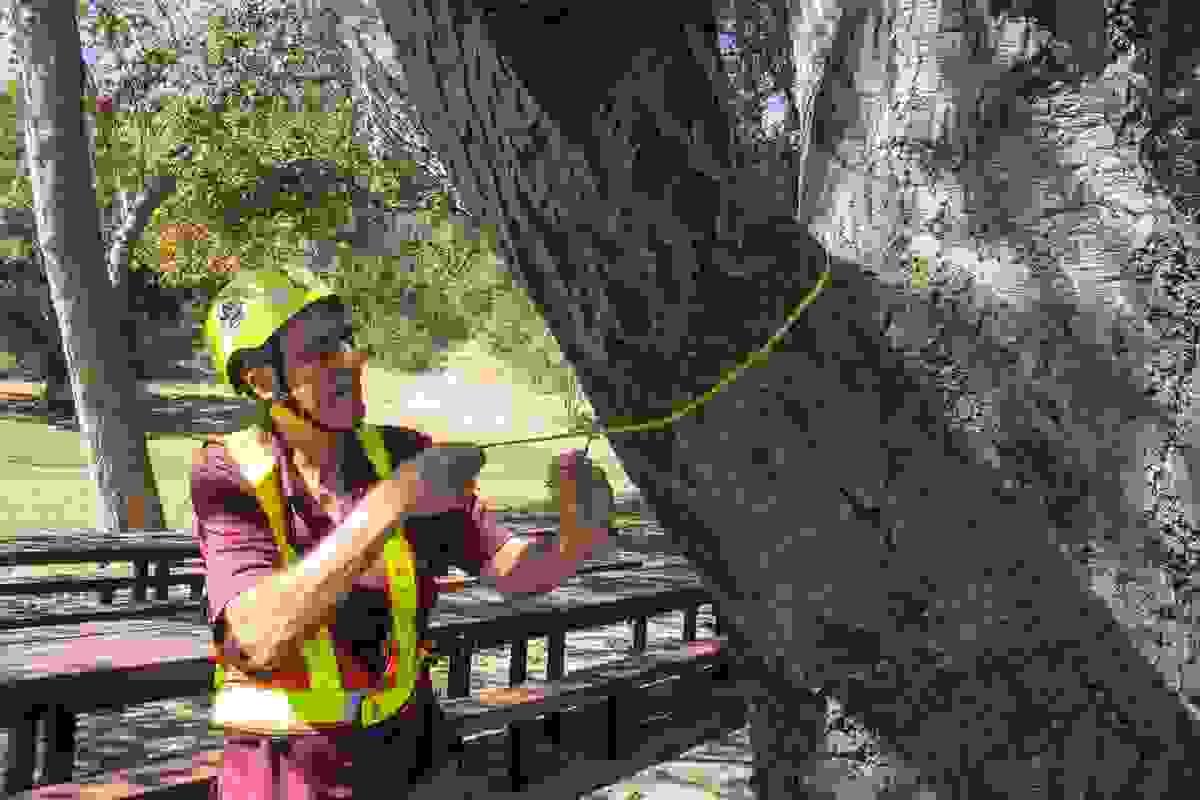 Comprehensive tree inventories and accurate appraisals help property managers, homeowners, and developers understand the value and condition of their trees. Our reports support decision-making for maintenance, development, and preservation efforts. Tree Inventories & Appraisals Our Expertise Reports, tree risk assessments, inventories, appraisals, expert witness, construction/tree protection. ASCA lists him as an ISA Certified Arborist and Board Certified Master Arborist. ISA Certification: WE-1877B
Services:
Expert Witness Services
Tree Inventories
Appraisals of Tree Value/Loss
TRAQ – Tree Risk Appraisal Qualified
Demonstrations and lectures – Pruning, Safety, Training
Contract Preparation and Supervision
Tree Management for Golf Courses, Communities, HOAs
Clearly Written Reports that Fit your Project Needs
Affiliations shown:
ISA Qualifications
International Society of Arboriculture
American Society of Consulting Arborists
ISA Board Certified Master Arborist Comprehensive tree inventories and accurate appraisals help property managers, homeowners, and developers understand the value and condition of their trees. Our reports support decision-making for maintenance, development, and preservation efforts. Tree Inventories & Appraisals Our Expertise Reports, tree risk assessments, inventories, appraisals, expert witness, construction/tree protection. ASCA lists him as an ISA Certified Arborist and Board Certified Master Arborist. ISA Certification: WE-1877B
Services:
Expert Witness Services
Tree Inventories
Appraisals of Tree Value/Loss
TRAQ – Tree Risk Appraisal Qualified
Demonstrations and lectures – Pruning, Safety, Training
Contract Preparation and Supervision
Tree Management for Golf Courses, Communities, HOAs
Clearly Written Reports that Fit your Project Needs
Affiliations shown:
ISA Qualifications
International Society of Arboriculture
American Society of Consulting Arborists
ISA Board Certified Master Arborist